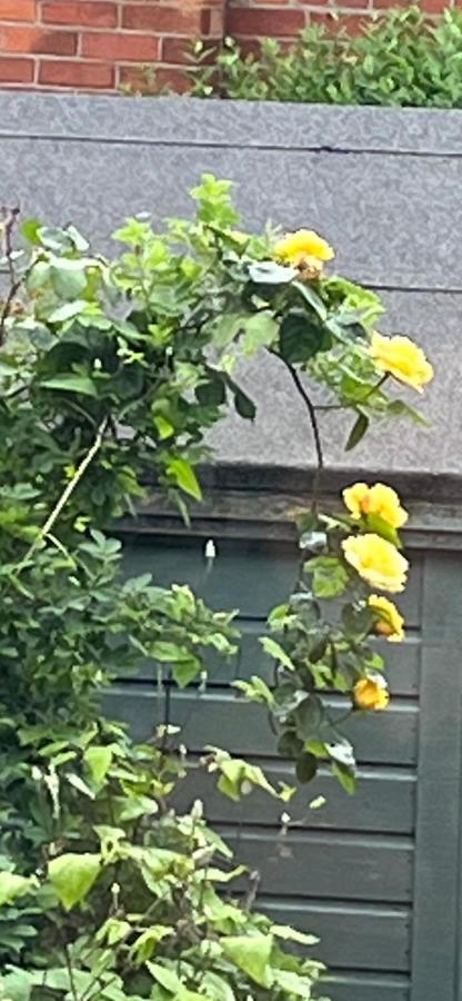 ホテル Brackenberry ベルファスト エクステリア 写真